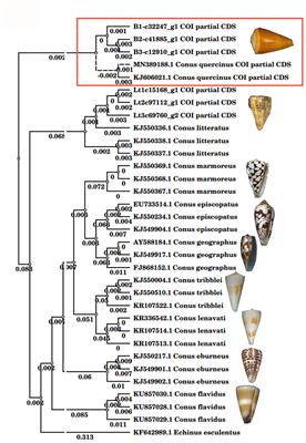 Identification of Novel Conopeptides and Distinct Gene Superfamilies in the Marine Cone Snail Conus quercinus